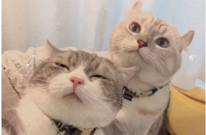 宠物情侣名字一对好听哪些？