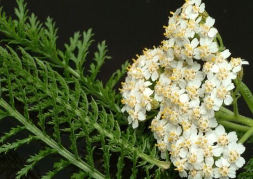 蓍草是什么意思