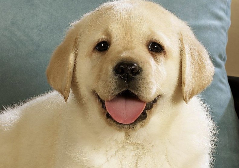 泫然流涕比喻什么生肖