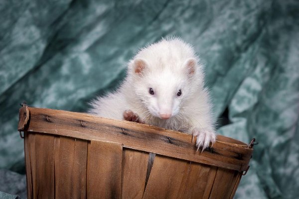 南极有哪十种动物？