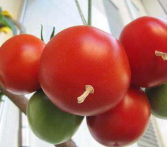 西红柿打叉掐尖图解