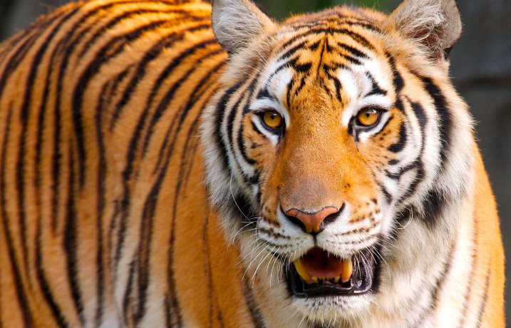 秋雨绵绵是什么动物生肖