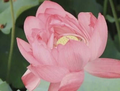 什么是活取莲心？