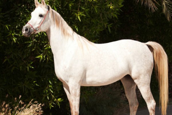 显赫一时指什么生肖动物