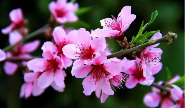 赞美三月桃花的优美句子