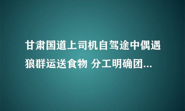 甘肃国道上司机自驾途中偶遇狼群运送食物 分工明确团队意识强