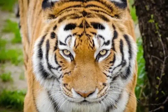 火冒三丈天打一动物