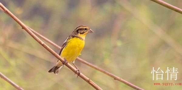 黄鹀的繁殖方式