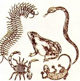 五毒中谁的毒性最强?