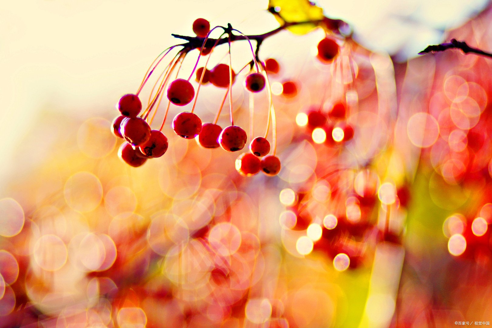 远方的山楂树大结局