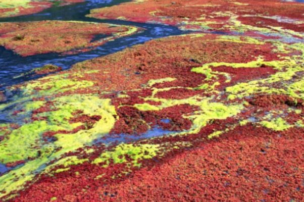 在自然界中满江红指的是