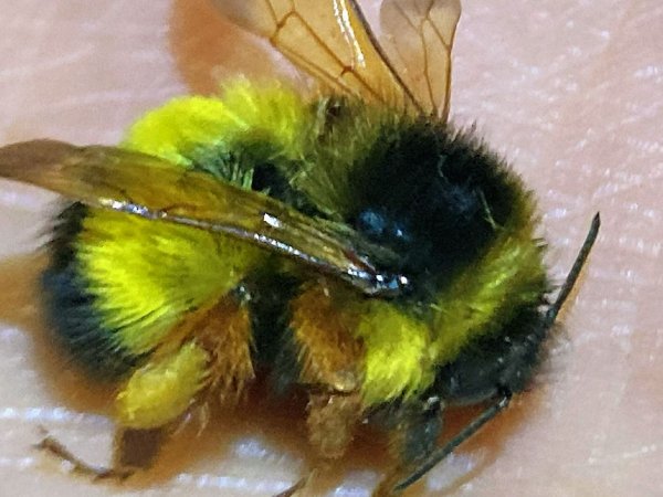 熊蜂繁殖和养殖技术