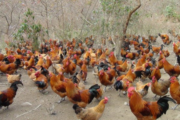 挑字眼儿是什么生肖