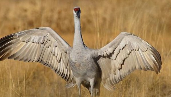 飞蛾人是美国的都市传说,真的存在吗?理由是什么?