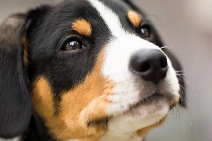 笔下生花生肖正确