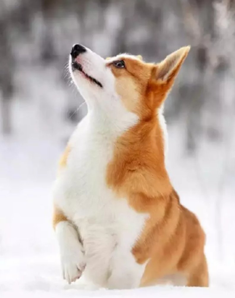 狗年吉祥的祝福语