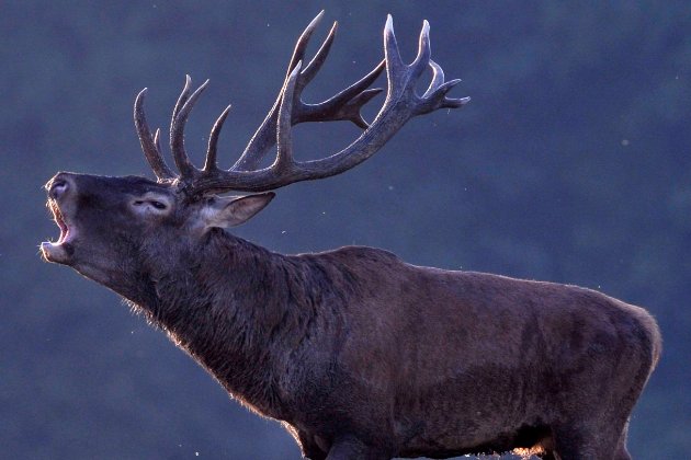 八嘎是什么意思翻译成中文