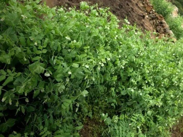 小豌豆有什么特点？