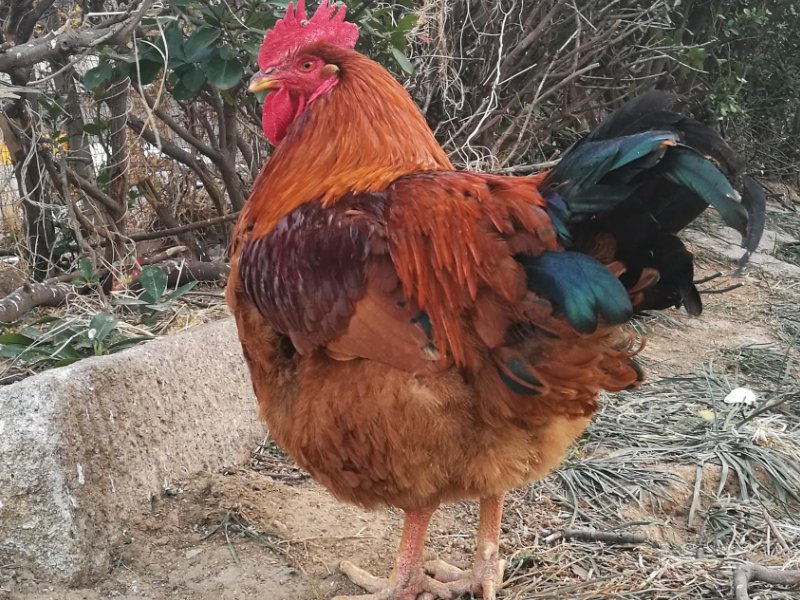 块儿八毛系什么生肖?