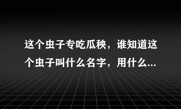 这个虫子专吃瓜秧，谁知道这个虫子叫什么名字，用什么农药杀死