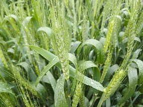 春雷隆隆春雨涟, 雨打花落香泥间,后面两句是什么