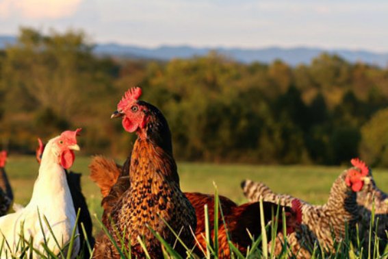 一代英雄猜一生肖