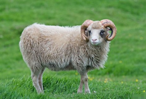 倔头倔脑打一生肖