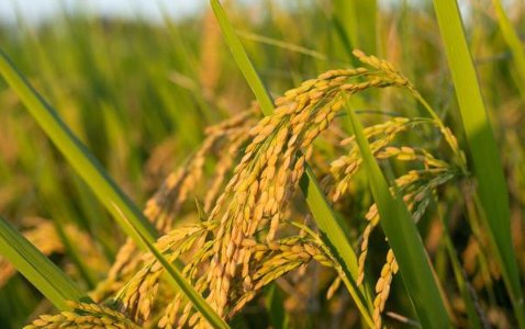 我国上世纪60年代进行了农业第一次绿色革命是指什么?