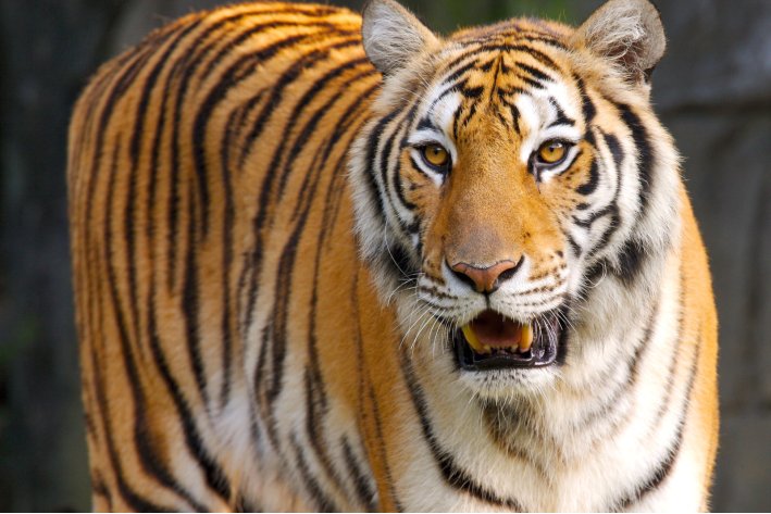 白首无成猜一个生肖