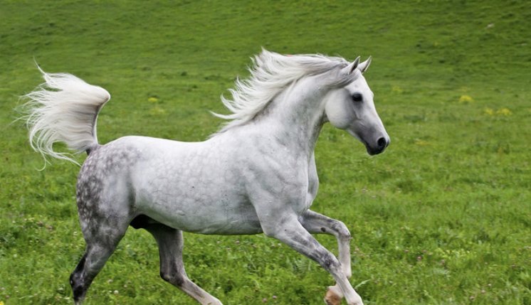 泫然流涕比喻什么生肖