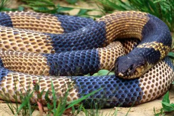 焦心如焚是什么动物