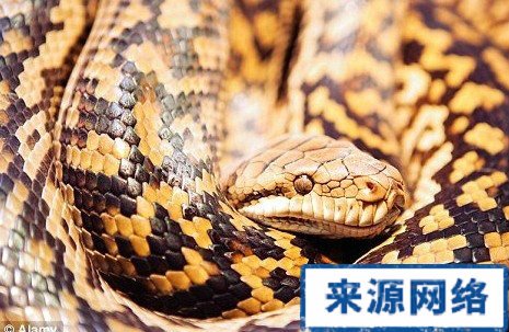 紫晶蟒的形态特征