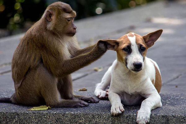 设下圈套打一生肖是什么
