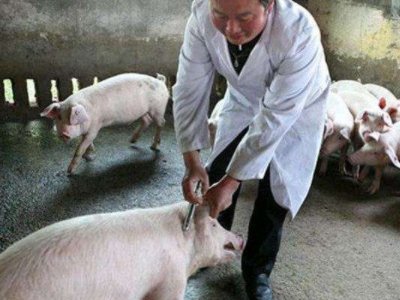 为防控瘟疫，山西洪灾幸存的猪坚强被扑杀，是否有必要这么做？