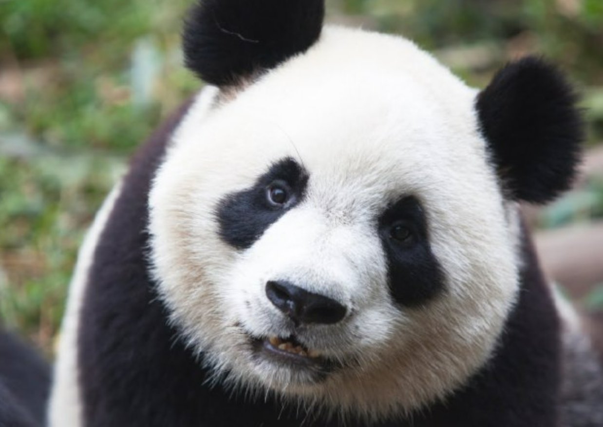 三泰虎 龙腾翻译