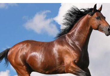 知恩图报是什么生肖