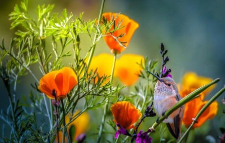 愿你所得皆所愿，是什么意思呢？