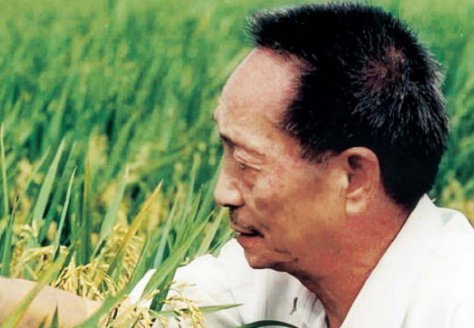 袁隆平大米全中国都在吃吗？