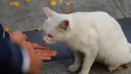 走丢十天的失聪白猫被找回,主人是如何找到它的