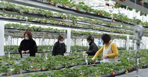 南京10万斤傅家边草莓滞销，养殖户该如何“破局”