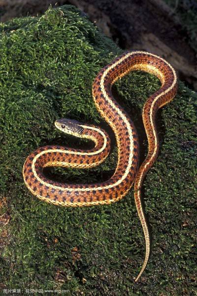 拙嘴笨舌是什么生肖