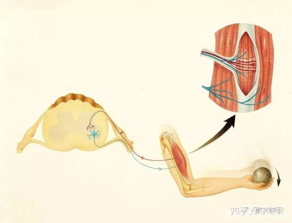 把手臂按压在墙上待一段时间，放下后还会莫名抬起，这种现象怎么回事？