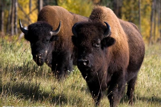 国际珍稀动物保护日是哪一天？设立此节日的目的是什么？