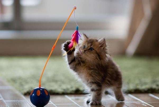 puss是什么意思英语