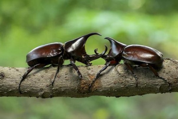 昆虫记昆虫档案表