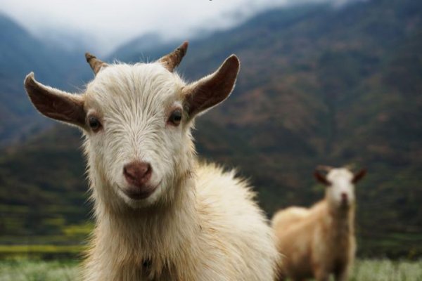 字正腔圆用来形容什么生肖