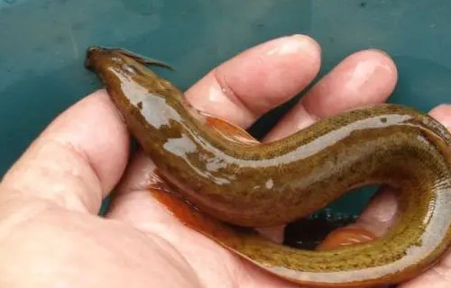 泥鳅工厂化养殖技术