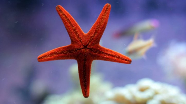 什么动物是五条腿的？