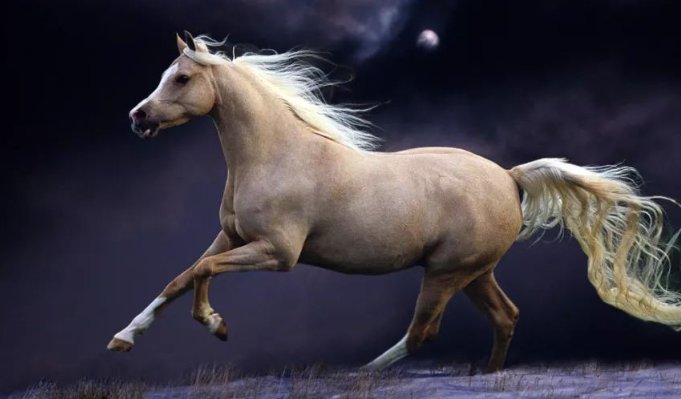 举天同庆是什么生肖