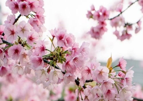 一支红杏出墙来全诗词